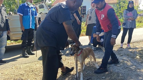 Vaksinasi anjing di Soe, Timor Tengah Selatan, Sabtu (3/6/2023).
