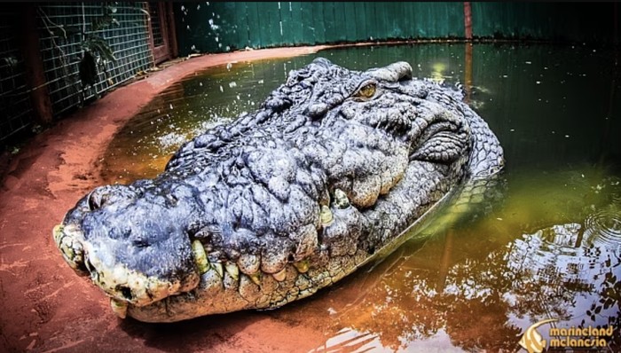 buaya cassius