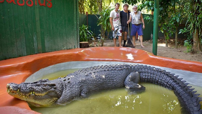 buaya cassius