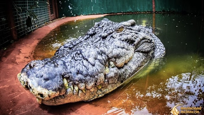 buaya cassius