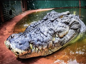 Ngawur, Wanita Tinggalkan Buaya di Bak Mandi Hotel