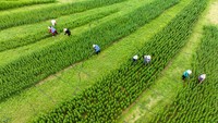 Pemandangan udara para tukang kebun yang bekerja di ladang bunga lili di Lianyungang, Provinsi Jiangsu, China, Senin (5/6/2023).