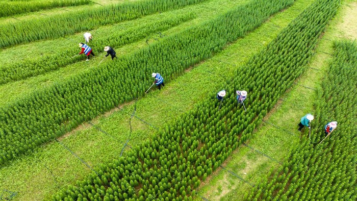 Cantik! Ladang Bunga Lili di China Berbentuk Tulisan Tionghoa Sebuah ladang bunga lili yang brada di Lianyungang, China dibentuk karakter tulisan Tionghoa. Begini penampakannya.