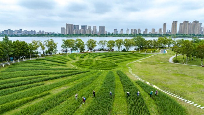 Cantik! Ladang Bunga Lili di China Berbentuk Tulisan Tionghoa Sebuah ladang bunga lili yang brada di Lianyungang, China dibentuk karakter tulisan Tionghoa. Begini penampakannya.