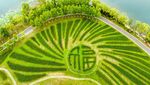 Cantik! Ladang Bunga Lili di China Berbentuk Aksara Tionghoa