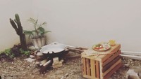 Ia memasak sendiri semua komponen ketupat rendangnya. Sonya bahkan memanfaatkan halaman rumahnya untuk membuat tungku. Foto: dokumentasi pribadi Sonya