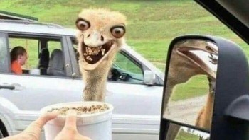 Melihat burung unta ini malah bikin takut. Foto: Boredpanda