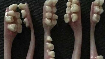 Bagaimana melihat gambar ini? Foto: Boredpanda