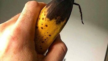 Ketika pisang busuk mengeluarkan sesuatu mirip kaki serangga. Foto: Boredpanda