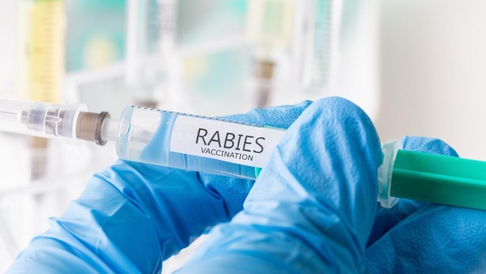 PDHI Siapkan 7.150 Dosis Vaksin Rabies untuk 17 Kabupaten/Kota di Sumsel