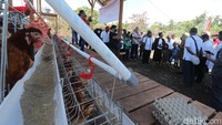 Risma menyerahkan bantuan ternak babi sebanyak 1.000 ekor, ayam petelur 1.400 ekor, risma juga menyerahkan bantuan Penerangan Jalan Umum Tenaga Surya (PJUTS).