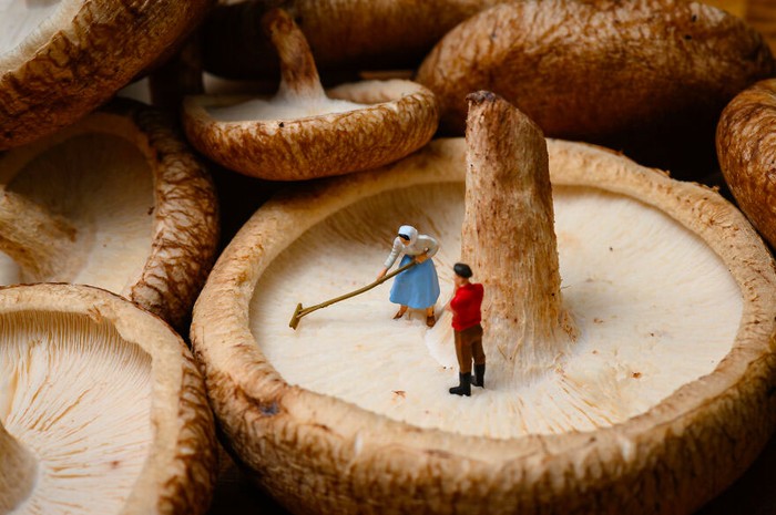 Miniatur sampah makanan Imut! 10 Kreasi Miniatur Ini dari Sampah Makanan Ini Indah Menakjubkan!