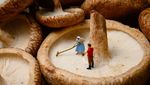 Imut! 10 Kreasi Miniatur Ini dari Sampah Makanan Ini Indah Menakjubkan!