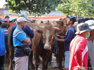 Blantik Mulai Padati Pasar Sapi di Ponorogo Jelang Idul Adha