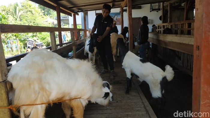 pedagang kambing Pacitan