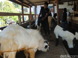 Cerita Pedagang Kambing Pacitan Banjir Pesanan Jelang Idul Adha