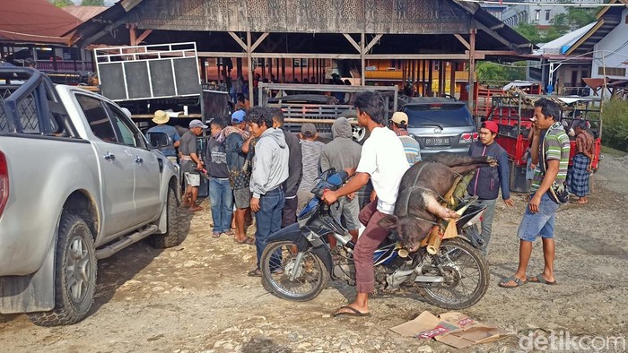 Peternak babi di Tana Toraja saat melihat babinya terjangkit ASF.