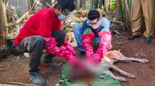 Warga menembak anjingnya hingga tewas karena menunjukkan gejala rabies. Anjing itu akan diambil sampel otaknya untuk dicek.
