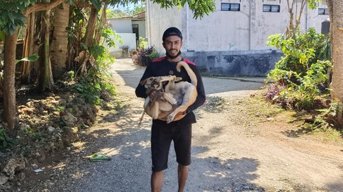 Warga Timor Tengah Selatan (TTS), Nusa Tenggara Timur (NTT), membawa anjingnya ke Dinas Peternakan TTS untuk divaksin rabies, Senin (5/6/2023).