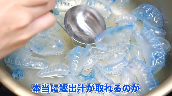 Youtuber Jepang makan ubur-ubur beracun