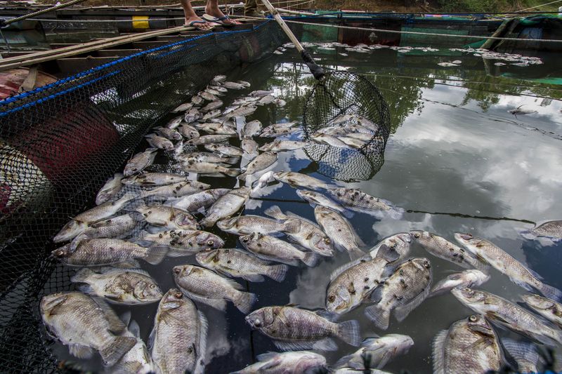 Pembudidaya ikan membersihkan ikan mati dari keramba jaring apung (KJA) di Sungai aliran bendungan Karang Intan, Desa Mali-Mali, Kabupaten Banjar, Kalimantan Selatan, Selasa (6/6/2023). Berdasarkan data Sekretaris desa setempat Fazriannur, sejak tiga hari lalu sebanyak 11 ton lebih ikan dari KJA di wilayah itu mati mendadak dengan total kerugian dari pembudidaya ikan mencapai ratusan juta akibat kondisi air bendungan Karang Intan yang surut karena memasuki musim kemarau. ANTARA FOTO/Bayu Pratama S/hp.