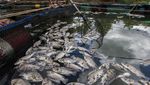 11 Ton Lebih Ikan Mati Mendadak di Bendungan Karang Intan