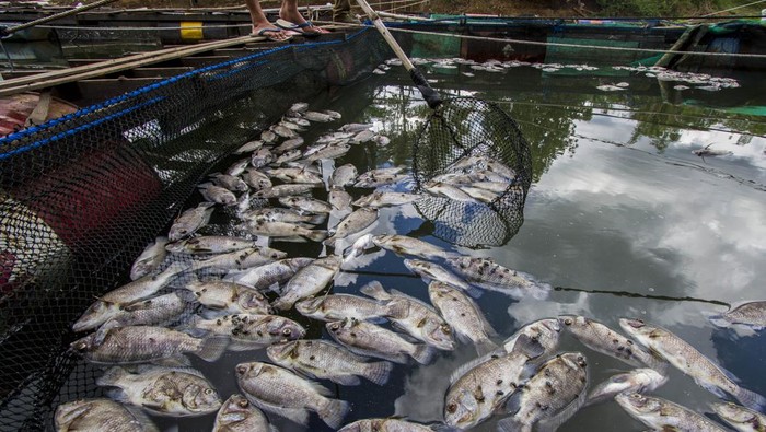 Pembudidaya ikan membersihkan ikan mati dari keramba jaring apung (KJA) di Sungai aliran bendungan Karang Intan, Desa Mali-Mali, Kabupaten Banjar, Kalimantan Selatan, Selasa (6/6/2023). Berdasarkan data Sekretaris desa setempat Fazriannur, sejak tiga hari lalu sebanyak 11 ton lebih ikan dari KJA di wilayah itu mati mendadak dengan total kerugian dari pembudidaya ikan mencapai ratusan juta akibat kondisi air bendungan Karang Intan yang surut karena memasuki musim kemarau. ANTARA FOTO/Bayu Pratama S/hp.