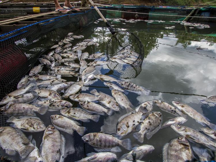 11 Ton Lebih Ikan Mati Mendadak di Bendungan Karang Intan