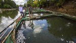 11 Ton Lebih Ikan Mati Mendadak di Bendungan Karang Intan