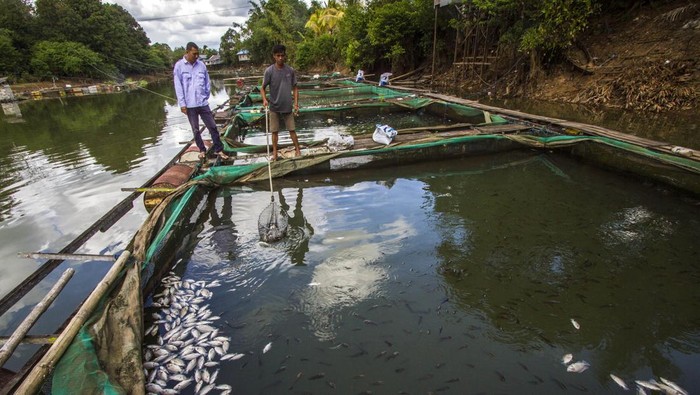 11 Ton Lebih Ikan Mati Mendadak di Bendungan Karang Intan Pembudidaya ikan membersihkan ikan mati dari keramba jaring apung (KJA) di Sungai aliran bendungan Karang Intan, Desa Mali-Mali, Kabupaten Banjar, Kalimantan Selatan, Selasa (6/6/2023). Berdasarkan data Sekretaris desa setempat Fazriannur, sejak tiga hari lalu sebanyak 11 ton lebih ikan dari KJA di wilayah itu mati mendadak dengan total kerugian dari pembudidaya ikan mencapai ratusan juta akibat kondisi air bendungan Karang Intan yang surut karena memasuki musim kemarau. ANTARA FOTO/Bayu Pratama S/hp.