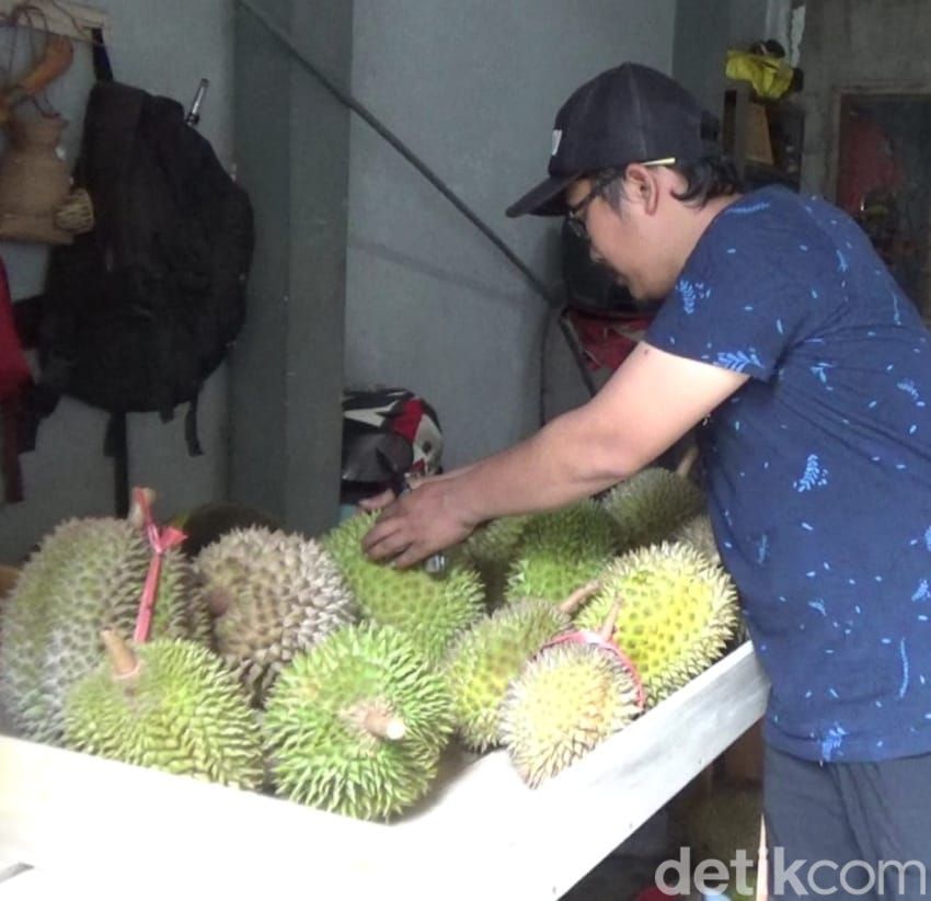 durian gencono lereng semeru Lumajang