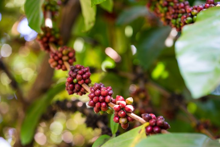 5 Fakta Biji Kopi Excelsa yang Pekat dan Kaya Rasa