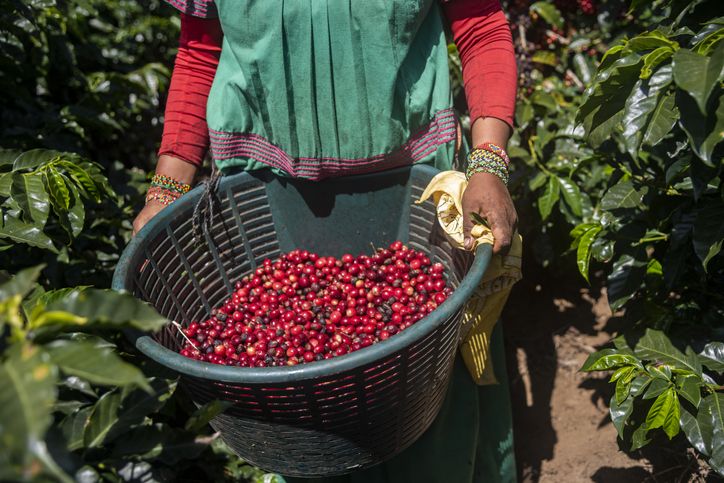 5 Fakta Biji Kopi Excelsa yang Pekat dan Kaya Rasa