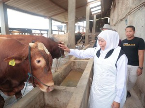 Gubernur Khofifah Pastikan Hewan Kurban asal Jatim Sudah Tervaksin PMK-LSD