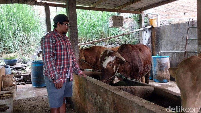 harga sapi di kota malang
