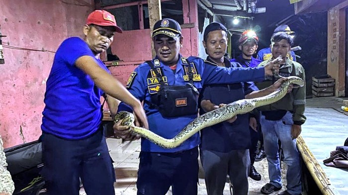 Hewan Ternak Hingga Kucing Peliharaan Lenyap, Ternyata Ini Penyebabnya