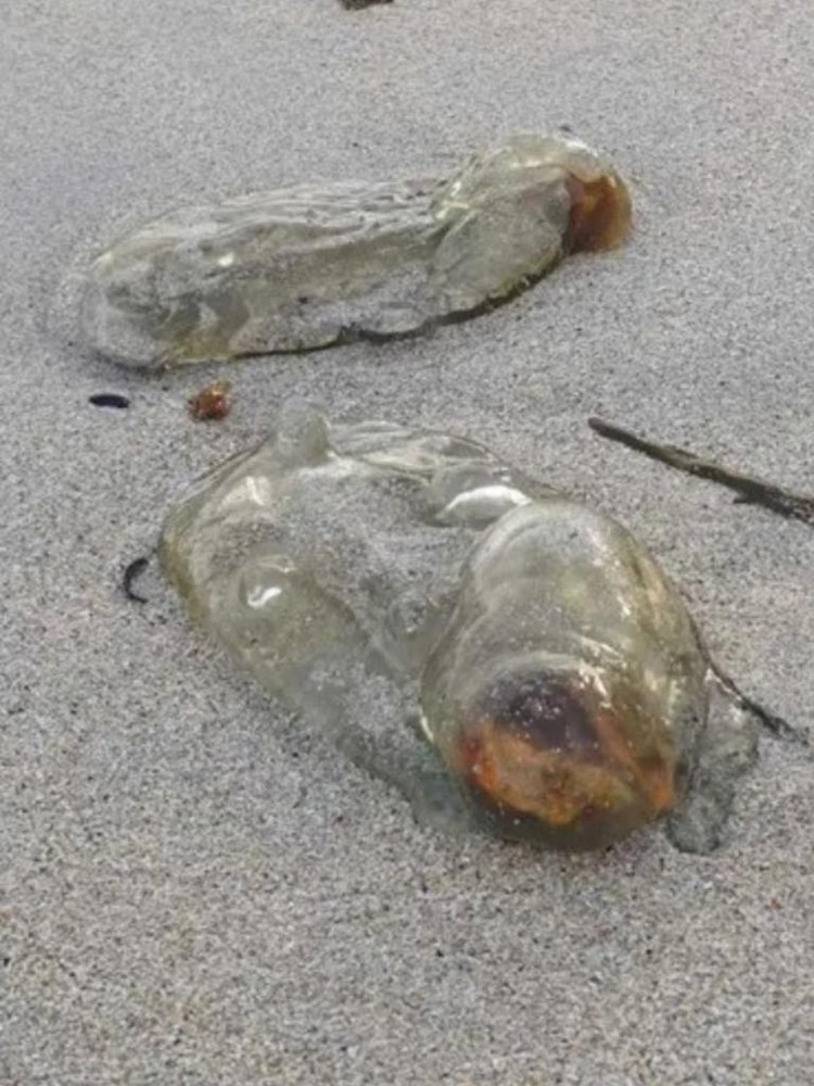 Hewan Unik Sea Salps