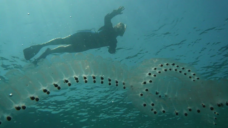 Hewan Unik Sea Salps