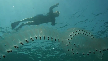 Sea Salps banyak ditemui berkerumun di Samudera Selatan yang mengelilingi Australia, dalam jumlah yang ratusan hingga ribuan. Bahkan, biasanya hingga menciptakan rantai panjang yang menggantung di air dan bisa terdampar di pantai. Foto: Australia Museum