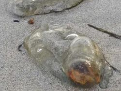 Makhluk Super Aneh di Pantai Australia, Apaan Nih?