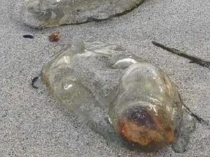 Makhluk Mirip Alien Terdampar di Pantai Tasmania, Ternyata...