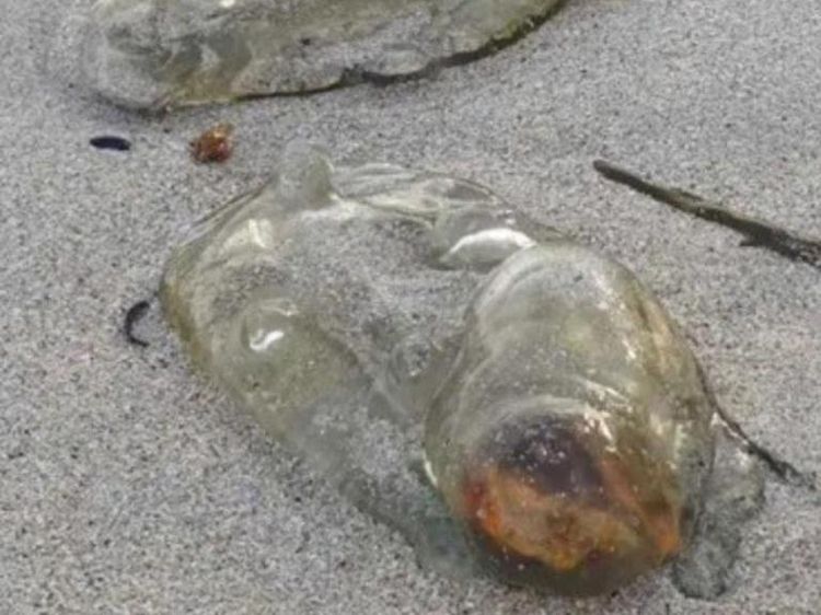 Makhluk Super Aneh di Pantai Australia, Apaan Nih?