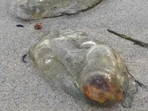Alien yang Bikin Geger gegara Terdampar di Pantai