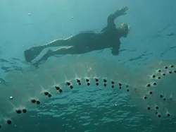 Makhluk Super Aneh di Pantai Australia, Apaan Nih?