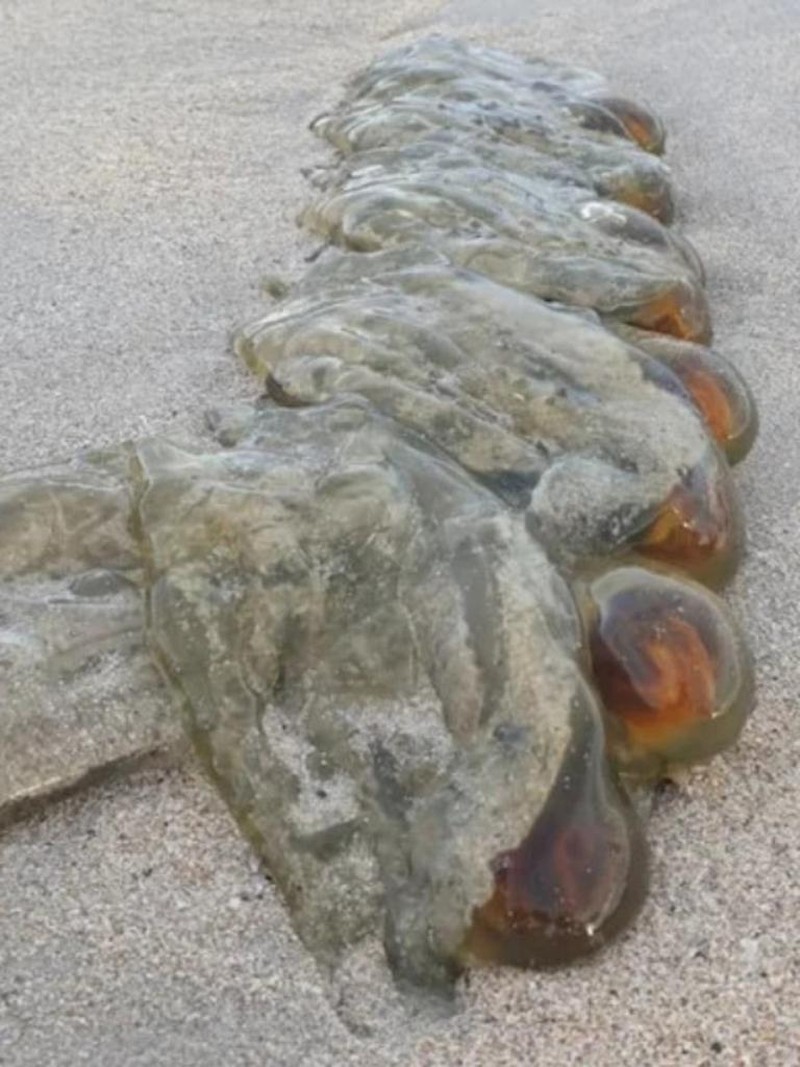 Hewan Unik Sea Salps