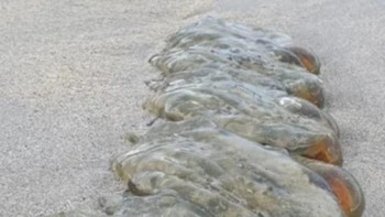 Penemuan makhluk aneh mirip alien terjadi di Pantai Tasmania, Australia. Makhluk tersebut semi-transparan dengan bentuk tabung dan tampak licin. Dia juga berwarna coklat-oranye pada ujungnya dan membentuk kelompok besar serta rantai yang saling berhubungan. Foto: Facebook