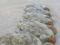 Makhluk Super Aneh di Pantai Australia, Apaan Nih?