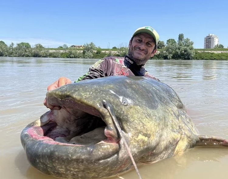 Ikan lele terbesar Ikan lele terbesar