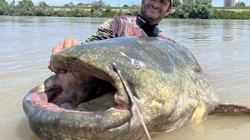 Ikan lele ini sungguh besar ukurannya. Bayangkan saja, panjangnya mencapai 2,85 meter. Seorang pemancing di Italia bernama Alessandro Biancardi menangkapnya di Sungai Po yang berada di negara itu. Foto: Daily Mail