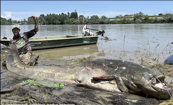 Ikan lele terbesar